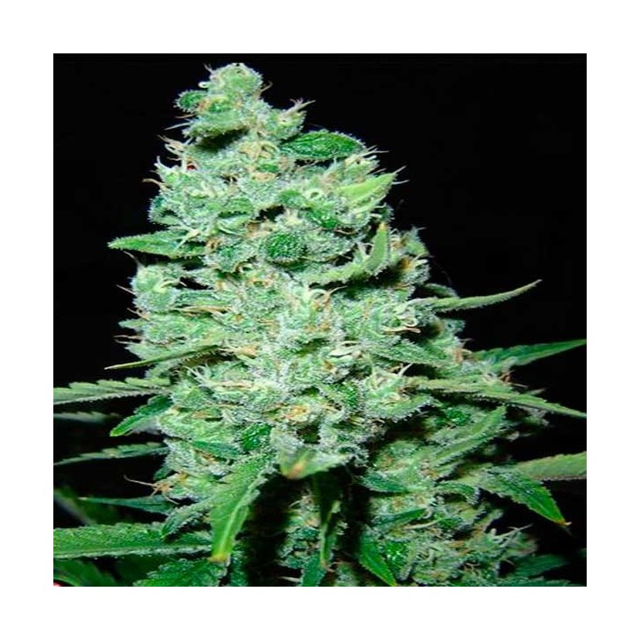 AK Skunk Feminizada de Kalashnikov Seeds