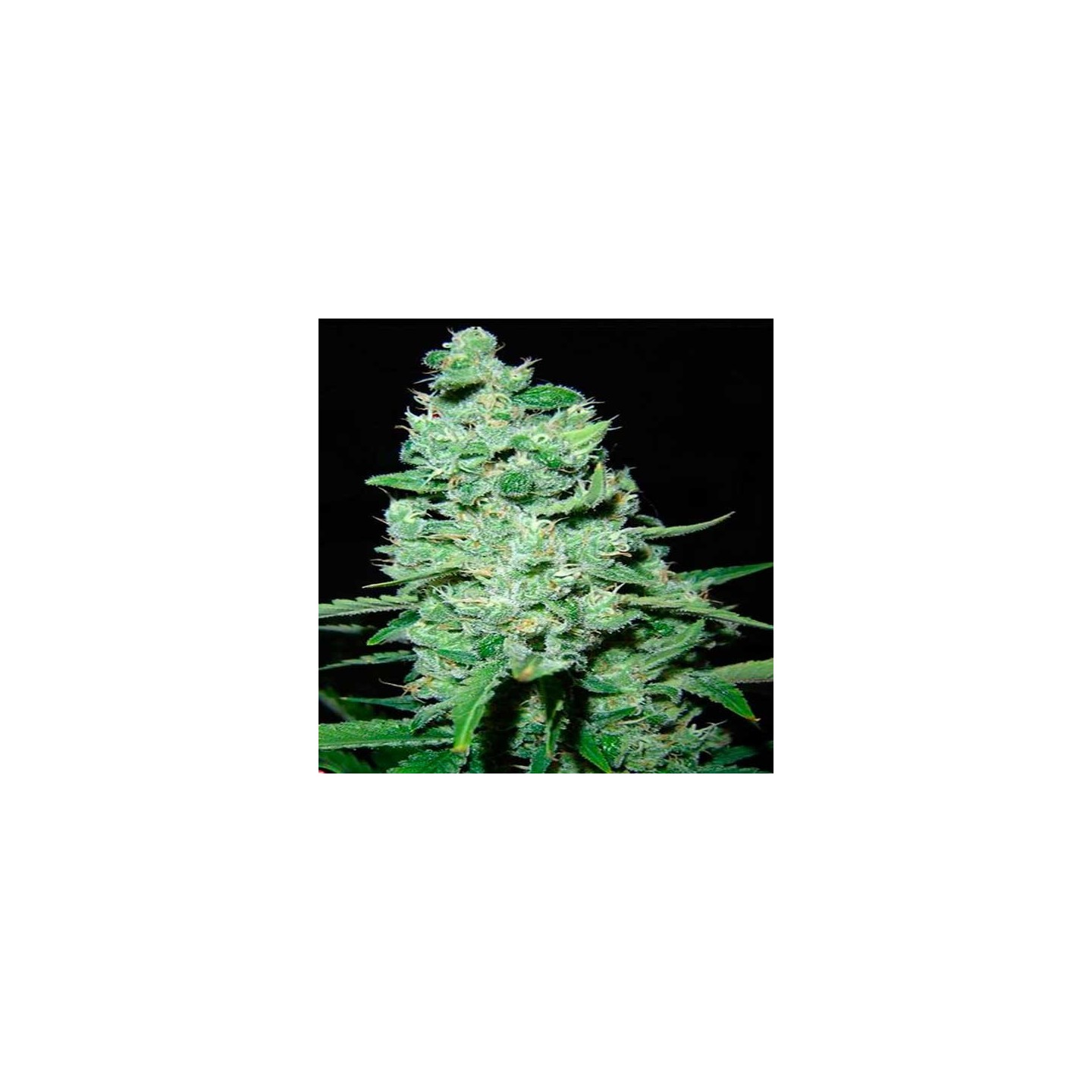 AK Skunk Feminizada de Kalashnikov Seeds