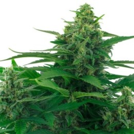 Skunk Feminizada de Zambeza Seeds