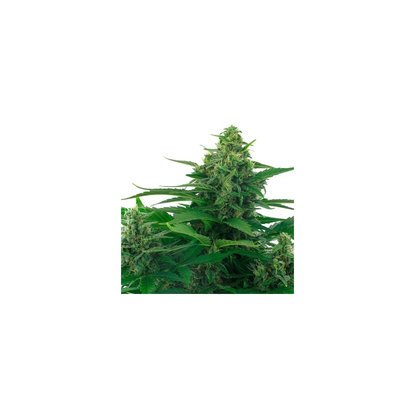 Skunk Feminizada de Zambeza Seeds