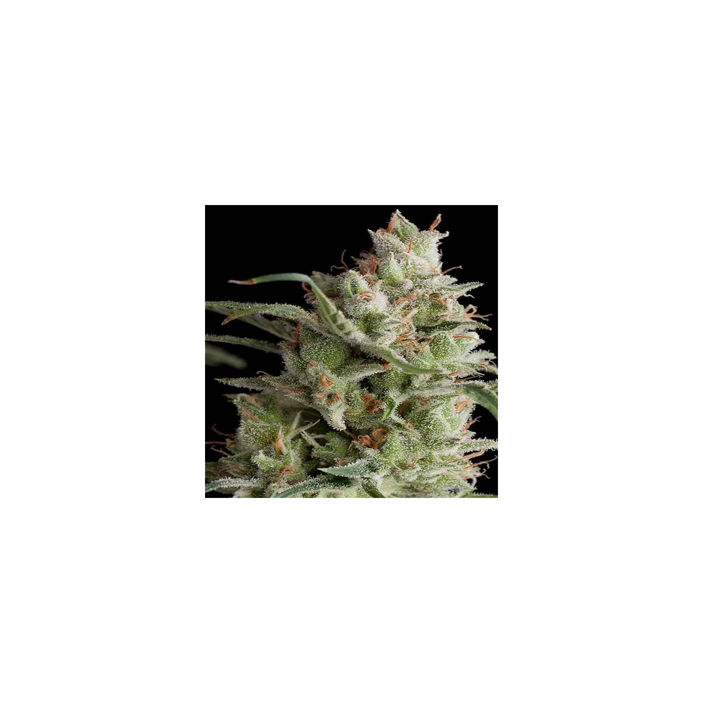 AK Og Kush Feminizada de Amsterdam Genetics