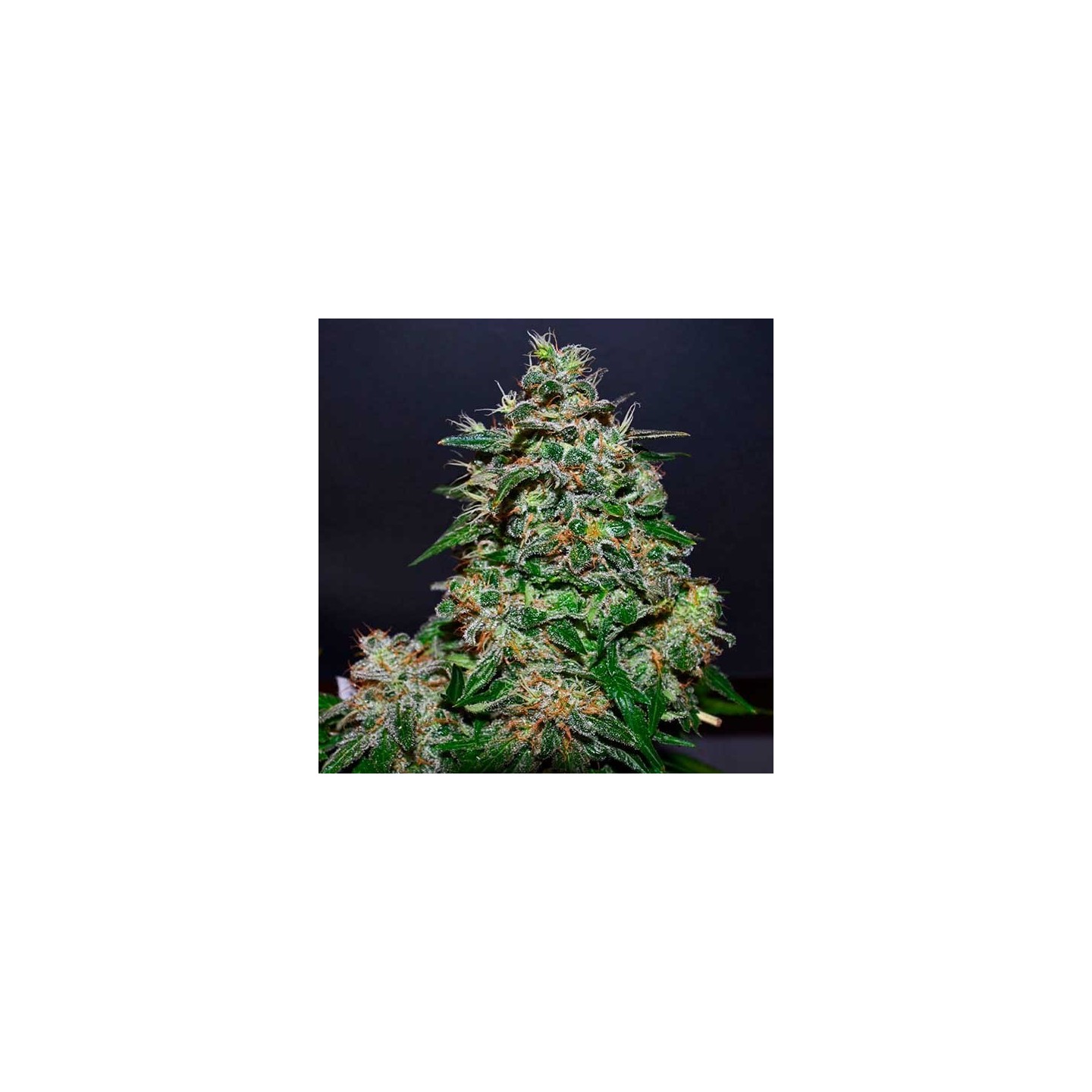 AK Kush Express Feminizada de Kalashnikov Seeds