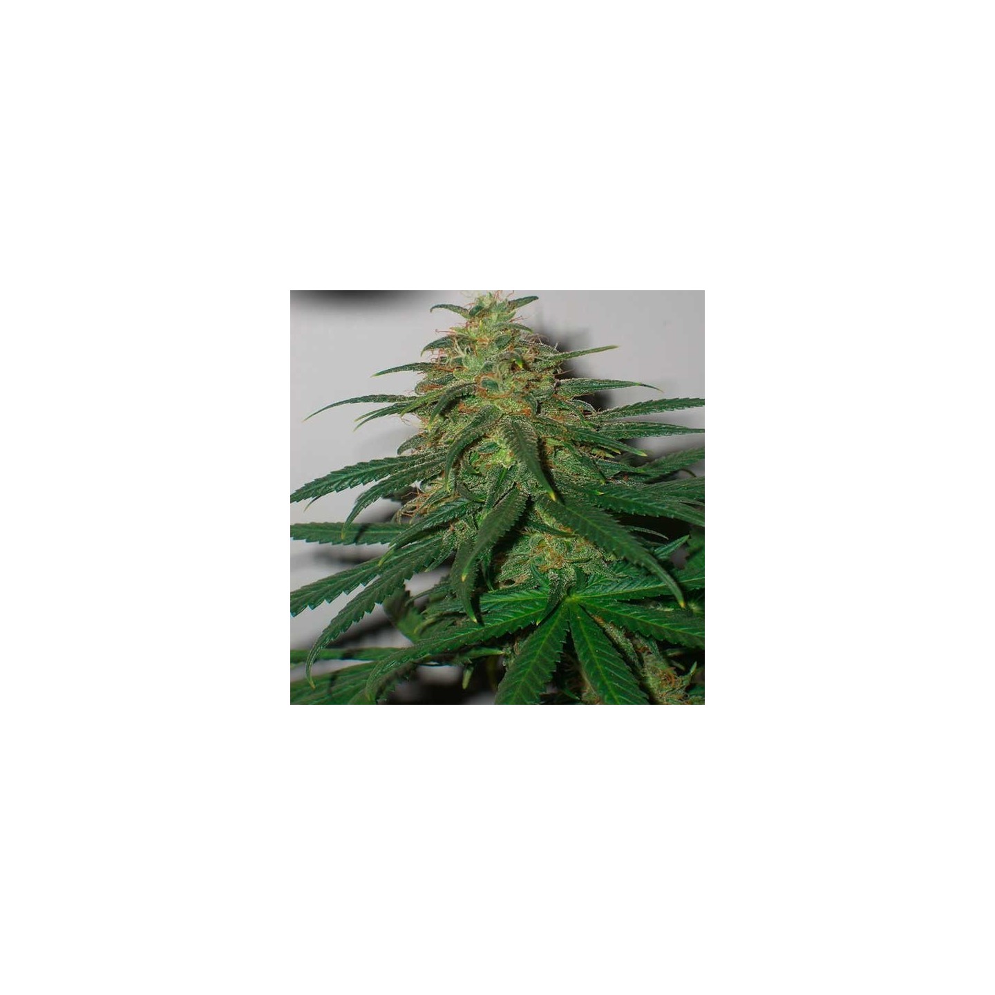 Skunk N1 Regular de Dutch Passion