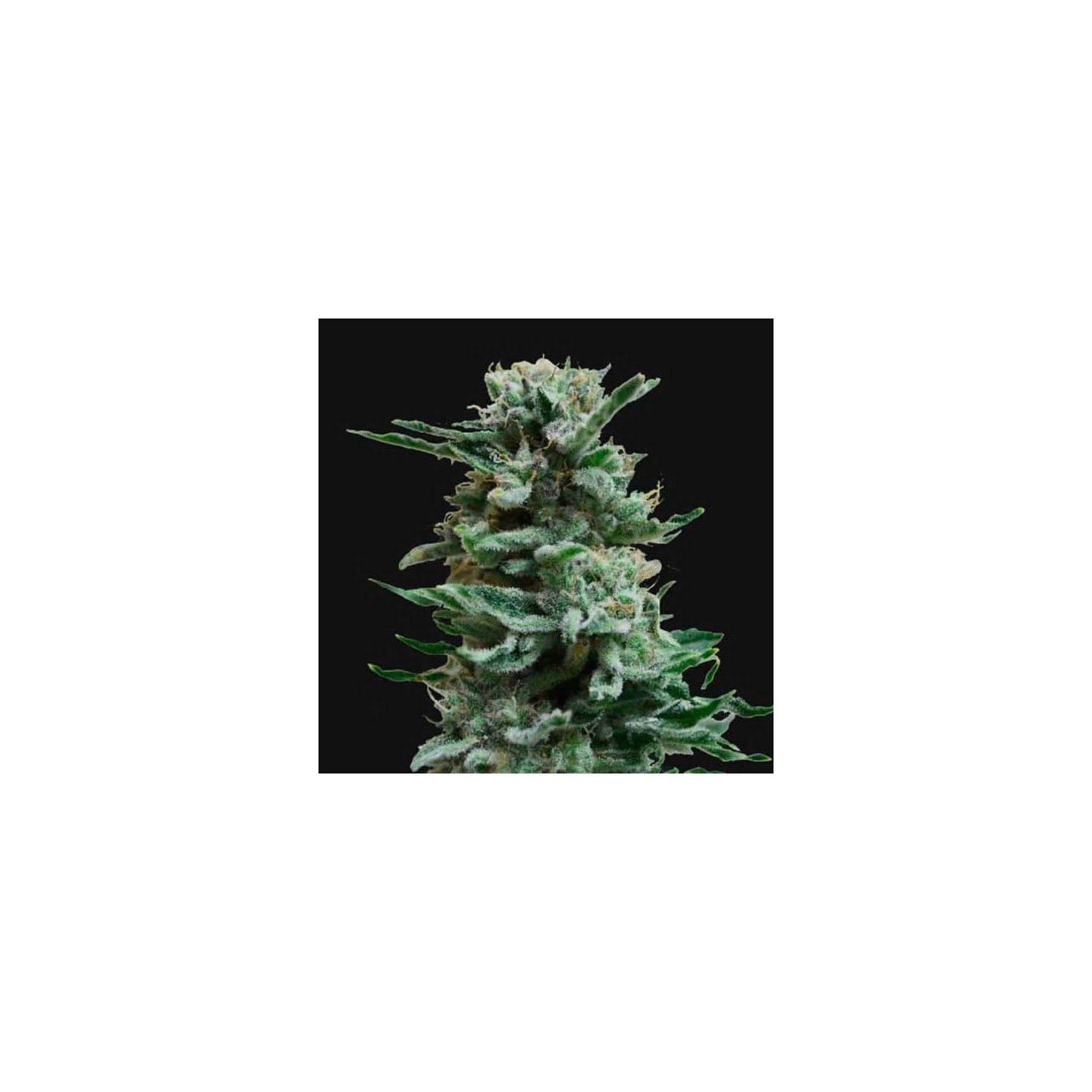 AK Skunk Autofloreciente Feminizada de Kalashnikov Seeds