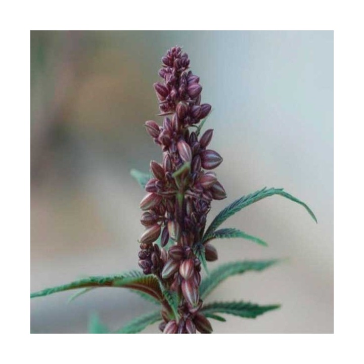 Pakistan Chitral Kush Feminizada de Ace Seeds