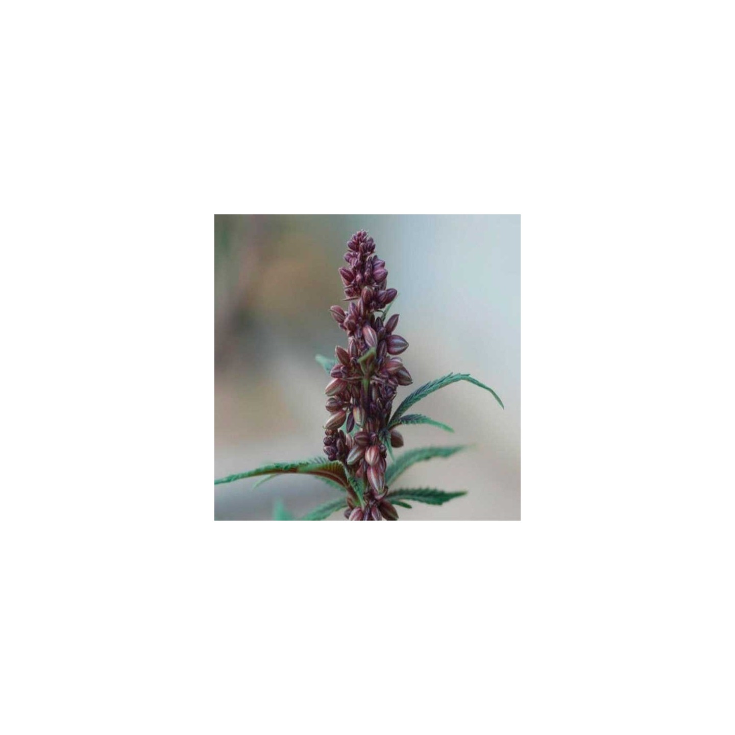 Pakistan Chitral Kush Feminizada de Ace Seeds