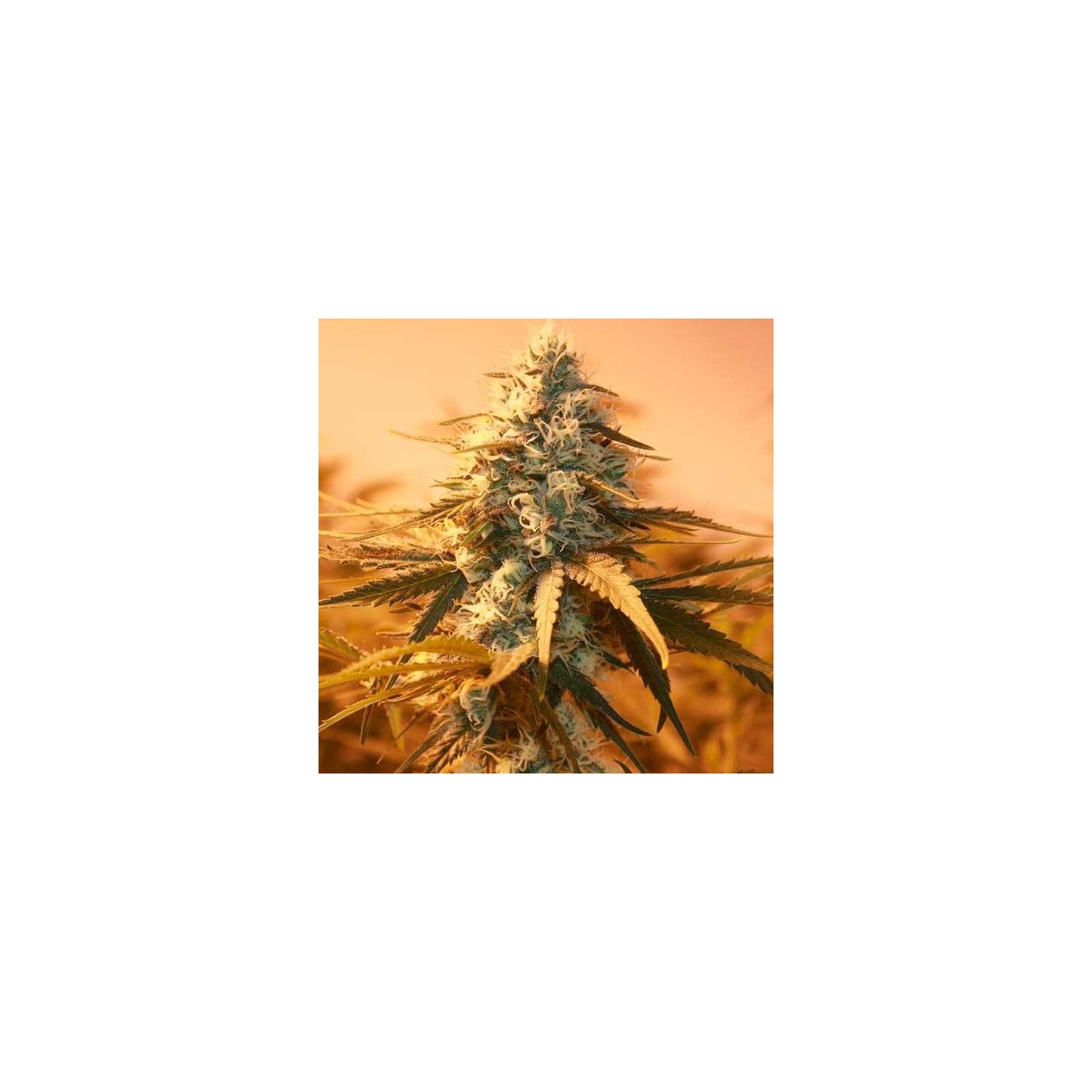 AK-48 Feminizada de Nirvana