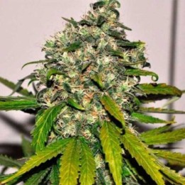 AK-48 Autofloreciente Feminizada de Nirvana