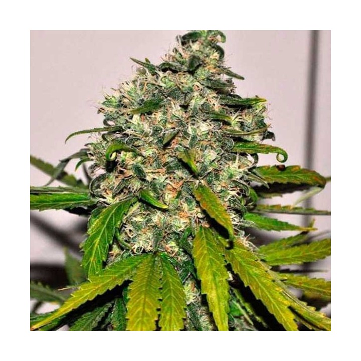 AK-48 Autofloreciente Feminizada de Nirvana