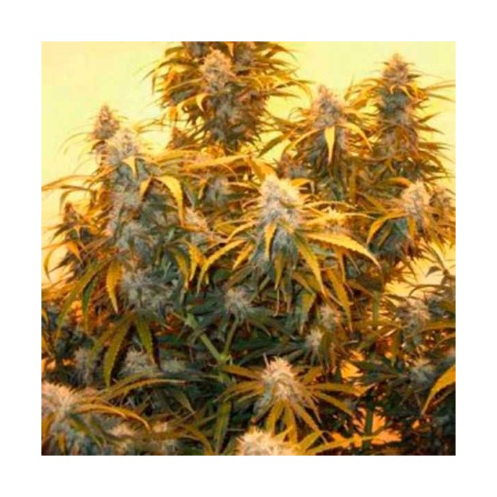 AK-48 Regular de Nirvana
