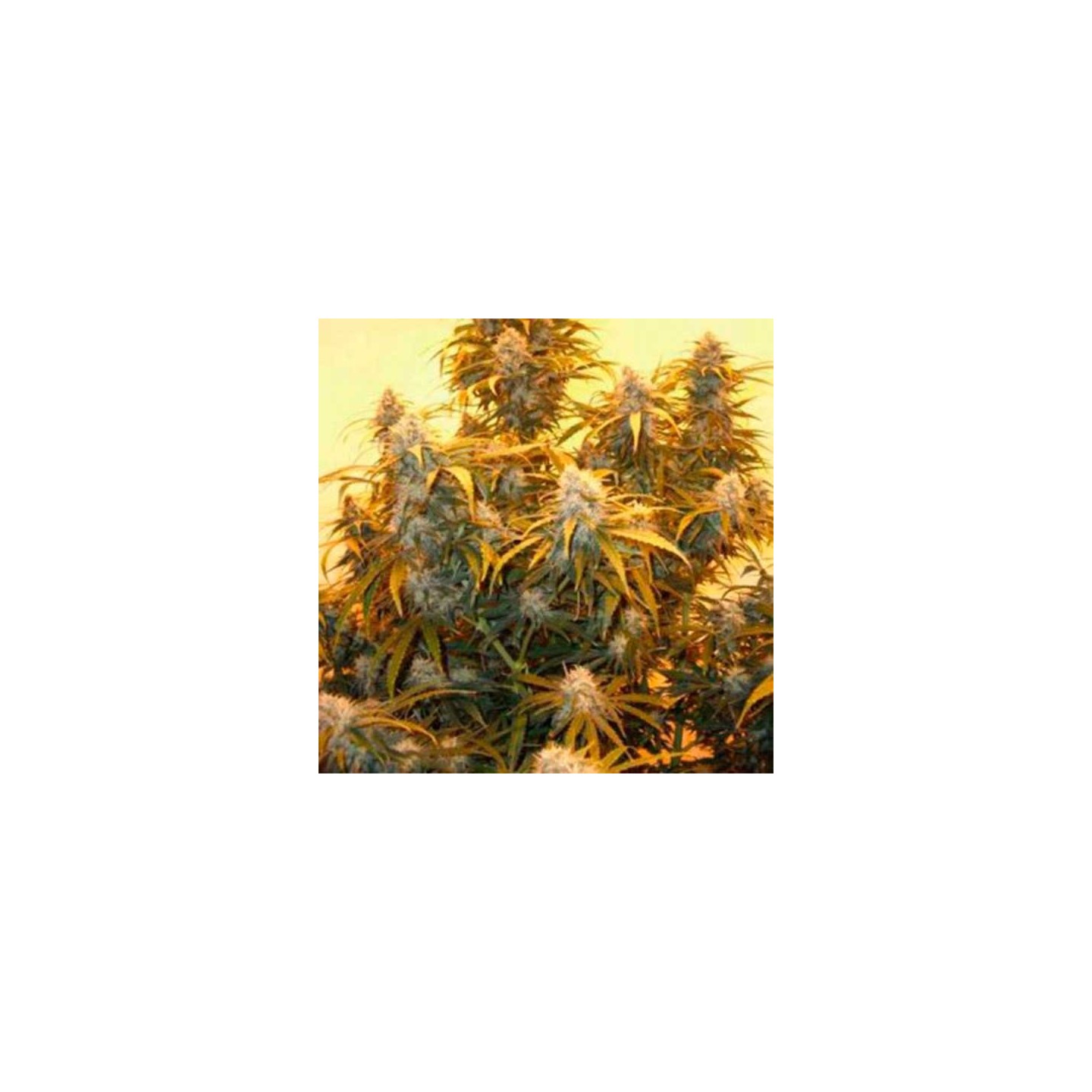 AK-48 Regular de Nirvana