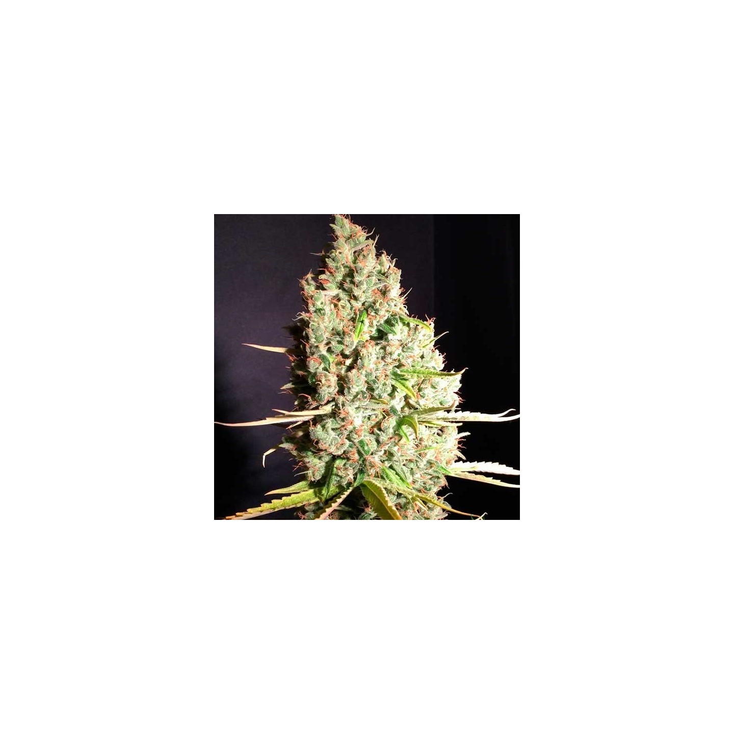 Aka Bubbledawg Feminizada de T.H. Seeds