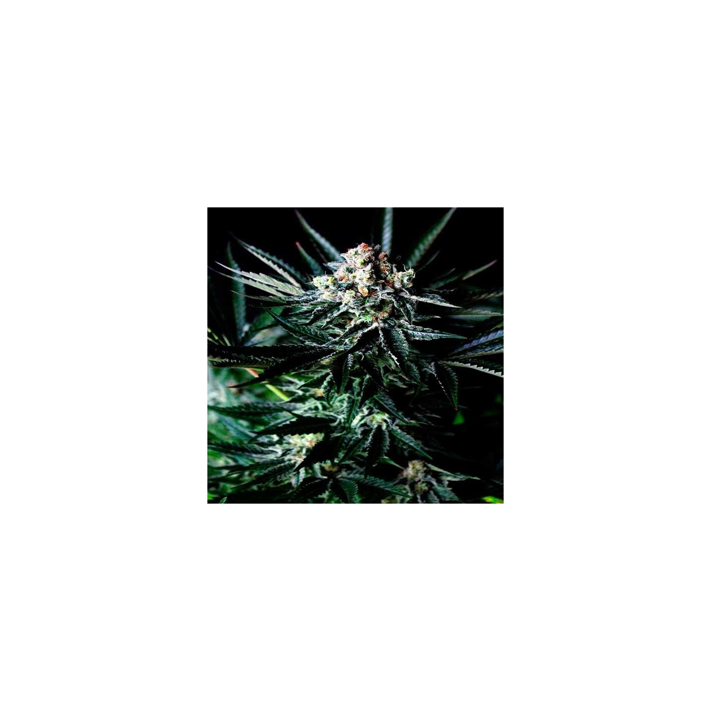 Amazing Autofloreciente Feminizada de Absolute Seeds