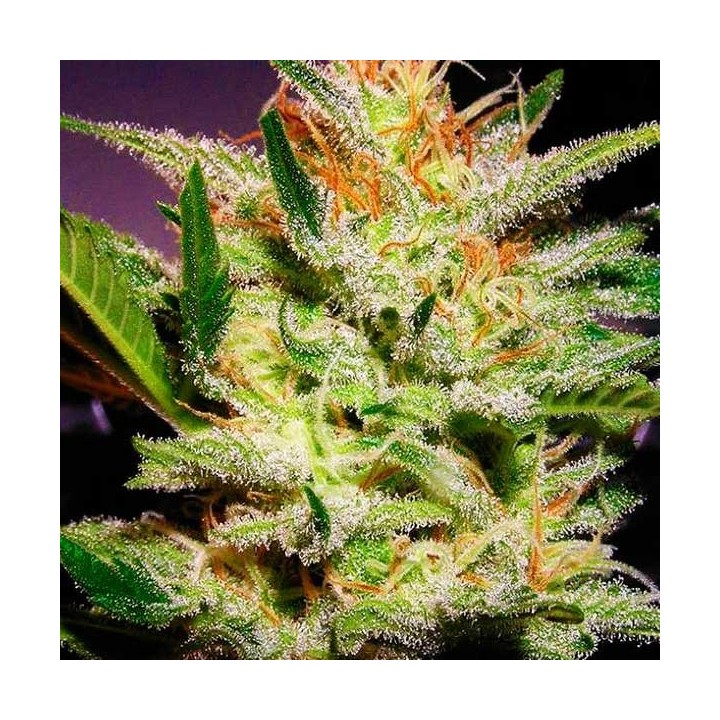 Amnesia Haze Autofloreciente Feminizada de Biological Seeds
