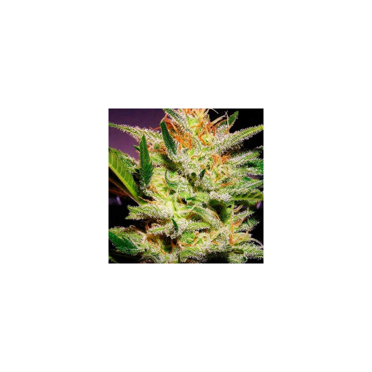 Amnesia Haze Autofloreciente Feminizada de Biological Seeds