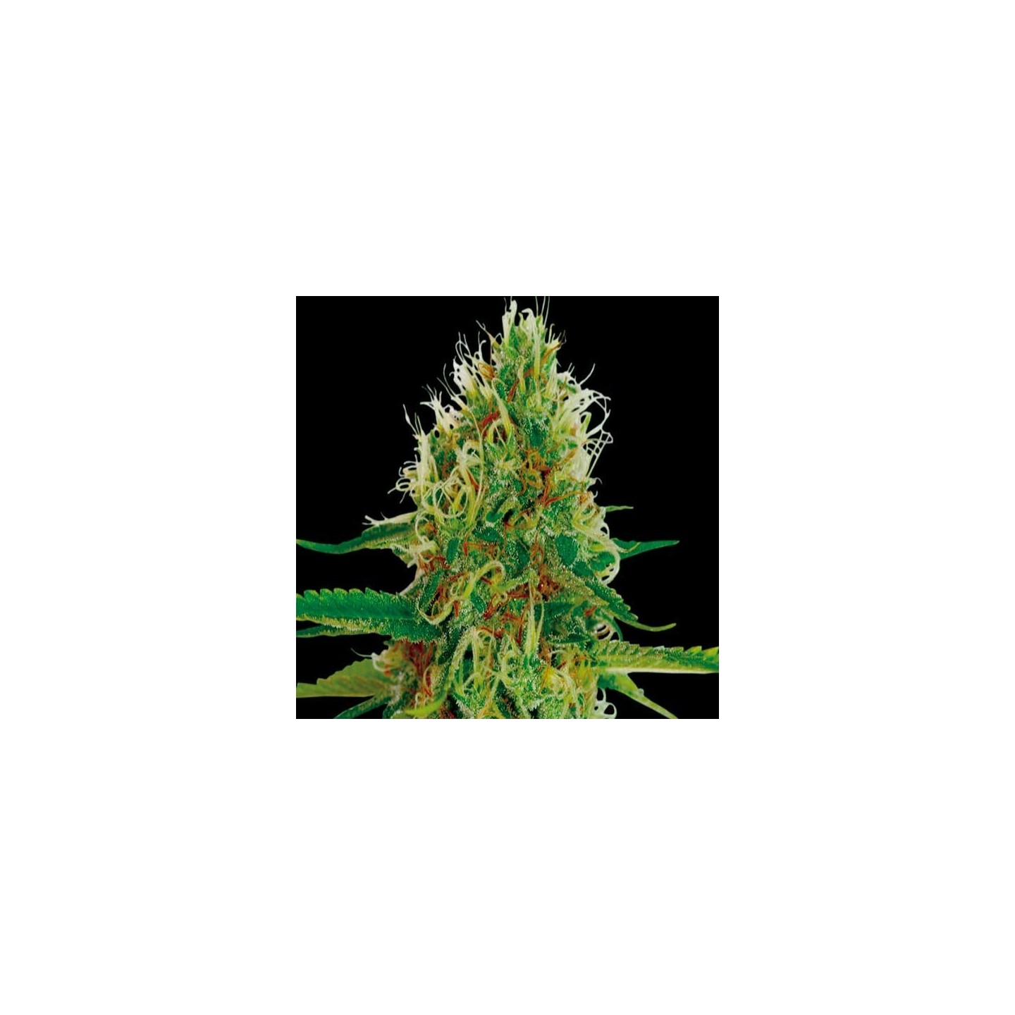 Amnesia Feminizada de Exclusive Seeds