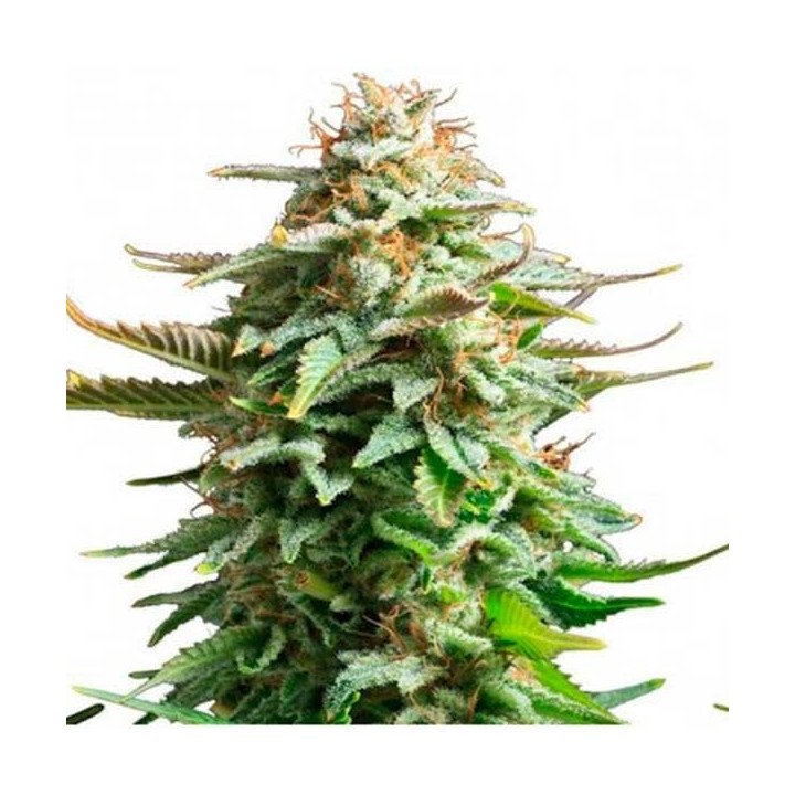 Amnesia Feminizada de Biological Seeds