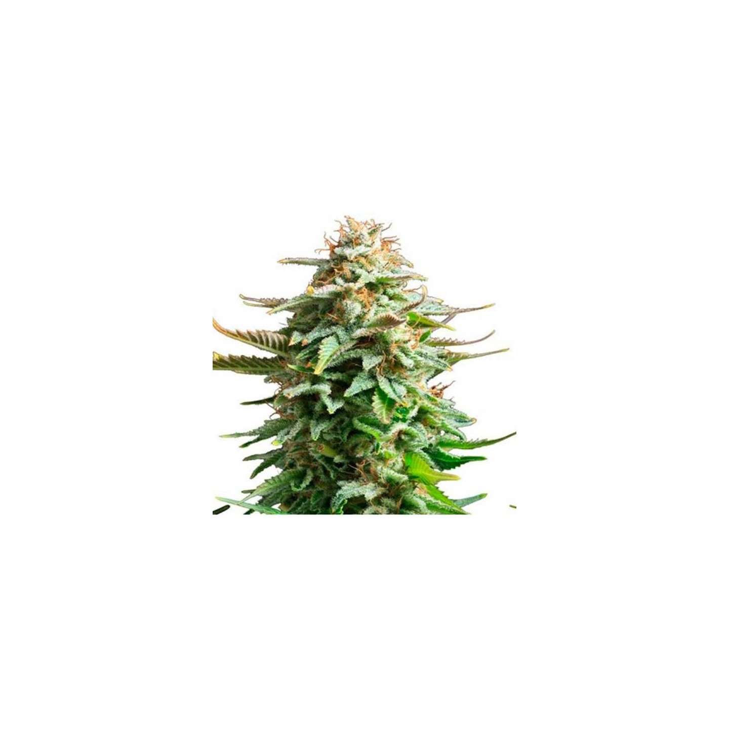 Amnesia Feminizada de Biological Seeds