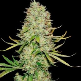 Maxi Autofloreciente Feminizada de Biological Seeds