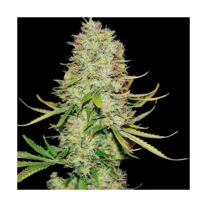 Maxi Autofloreciente Feminizada de Biological Seeds