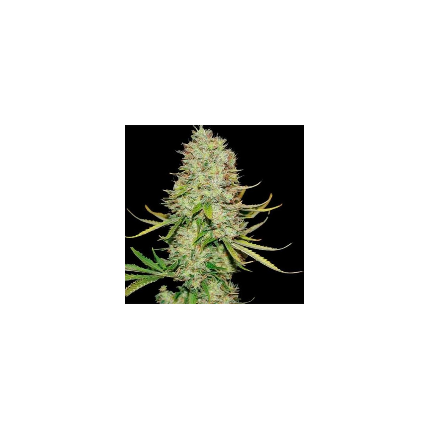 Maxi Autofloreciente Feminizada de Biological Seeds