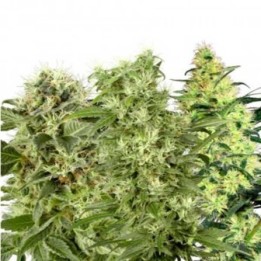Fem Mix Pack Feminizada de Kalashnikov Seeds