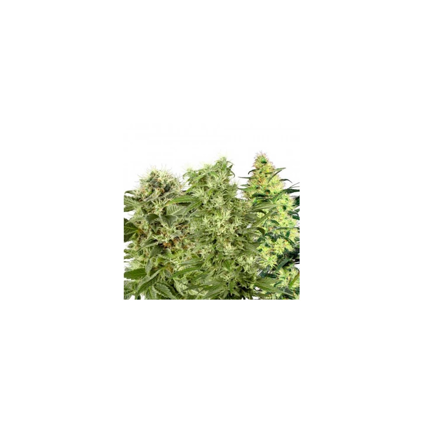 Fem Mix Pack Feminizada de Kalashnikov Seeds