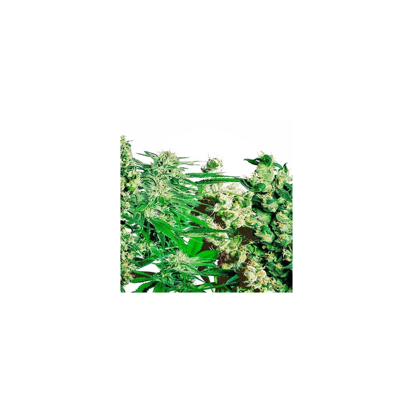 Mix Pack Autofloreciente Feminizada de Kalashnikov Seeds