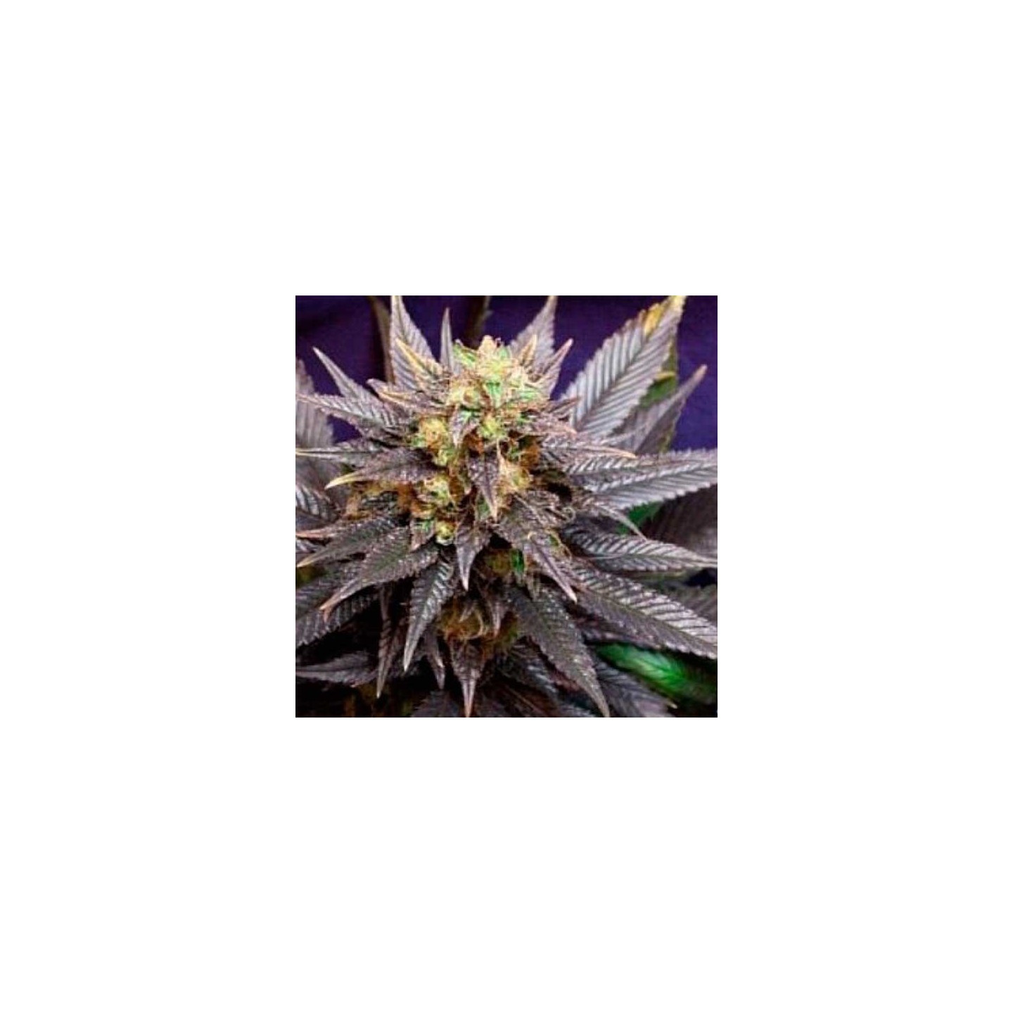Swiss Xt Regular de K.C. Brains
