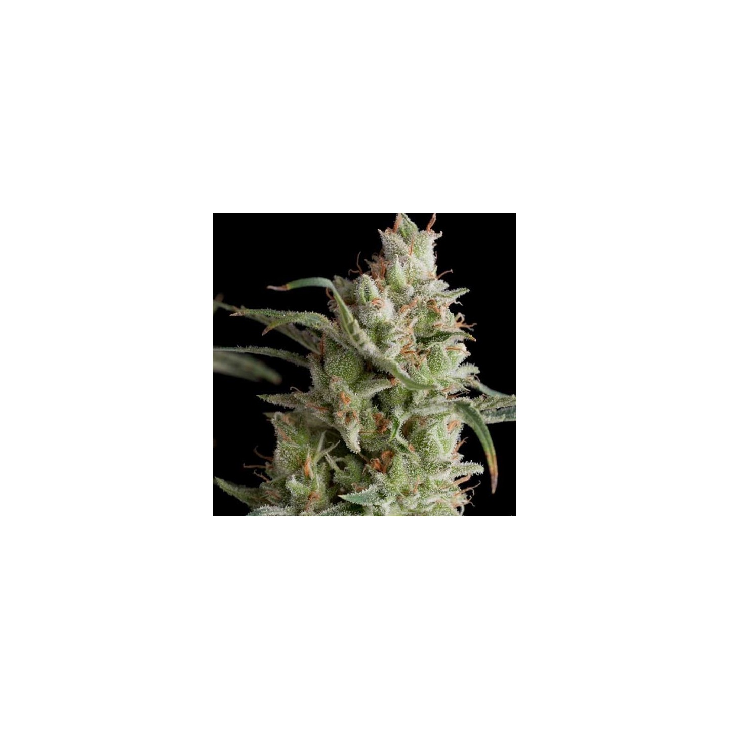 Super Og Kush Feminizada de Pyramid Seeds