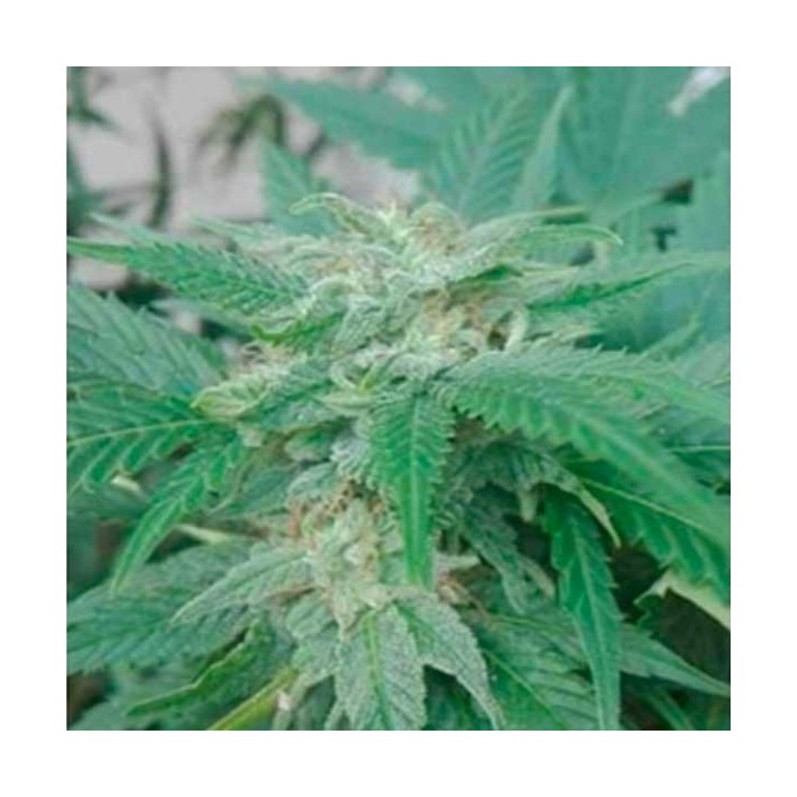 Super Tao Autofloreciente Regular de Top Tao Seeds