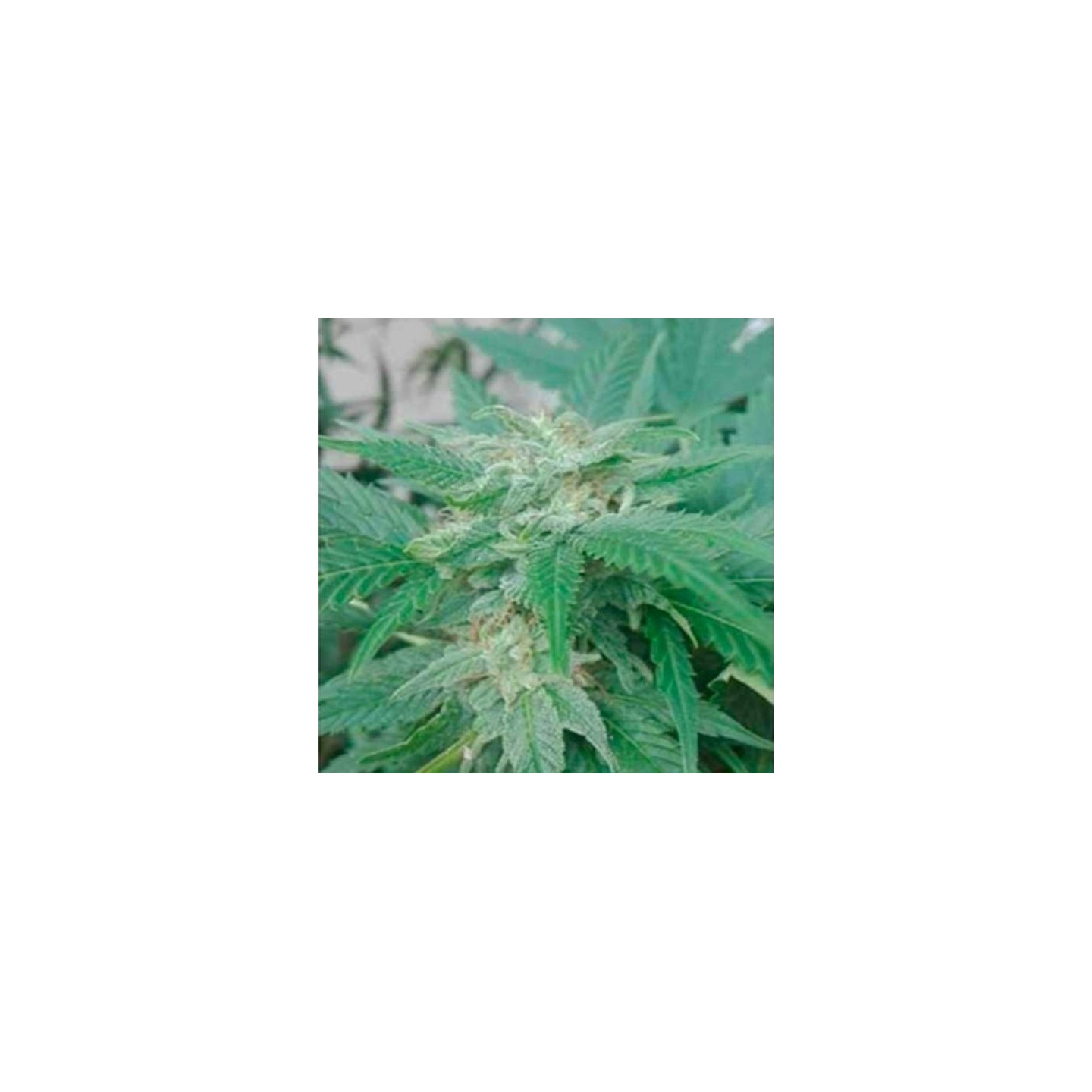 Super Tao Autofloreciente Regular de Top Tao Seeds