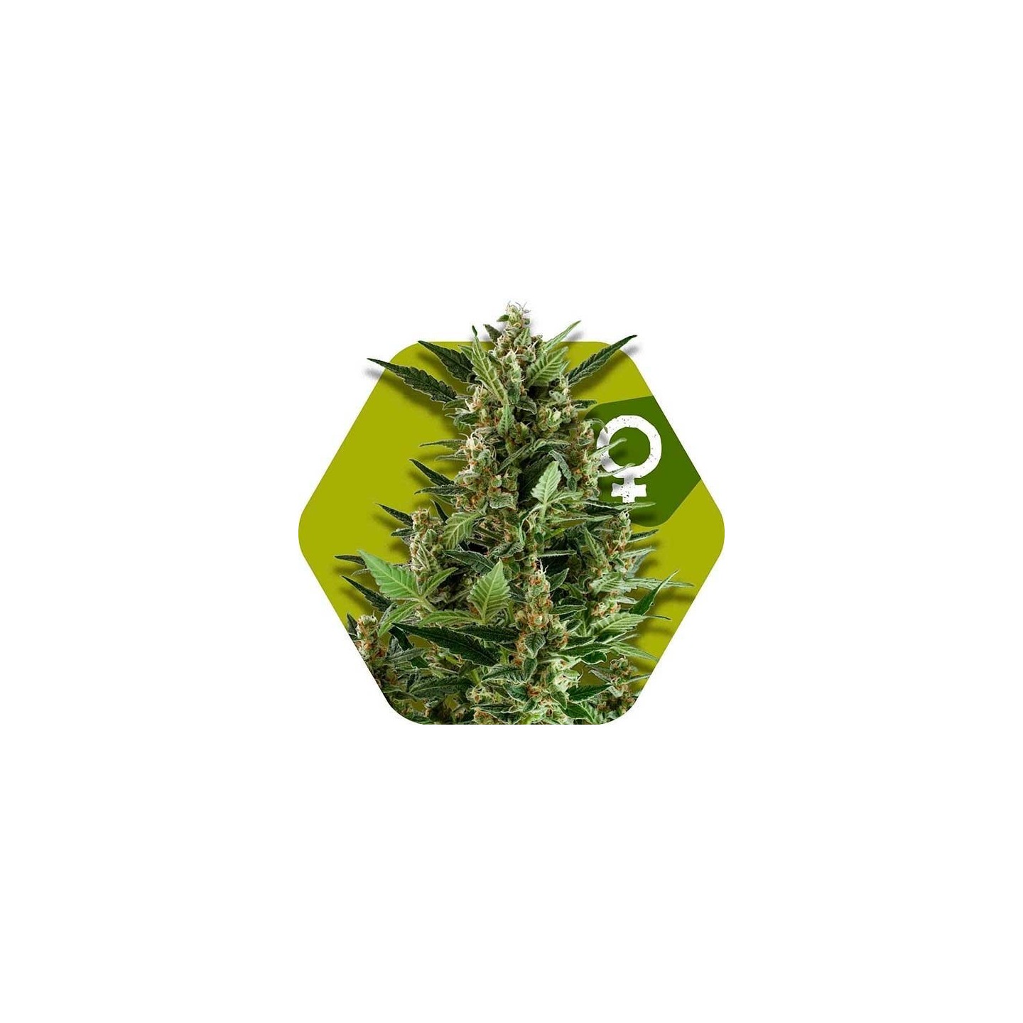 Green AK XL Feminizada de Zambeza Seeds