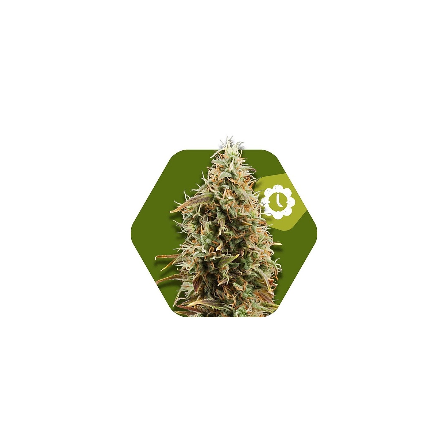 Green AK XL Autofloreciente Feminizada de Zambeza Seeds