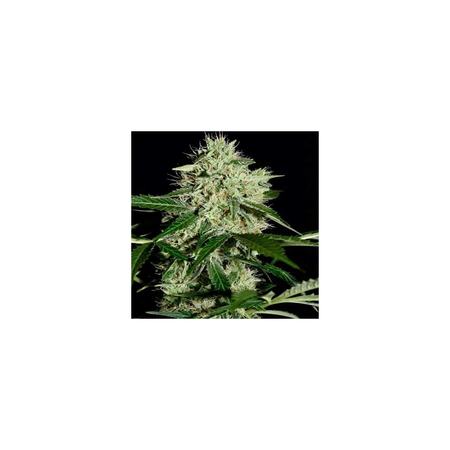 Northern Lights Autofloreciente Feminizada de Homegrown