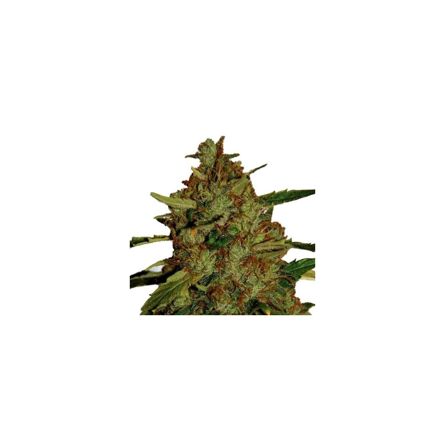 3D Regular de CBD Crew Seeds