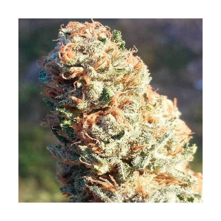 Tahoe Og Regular de Apothecary Genetics