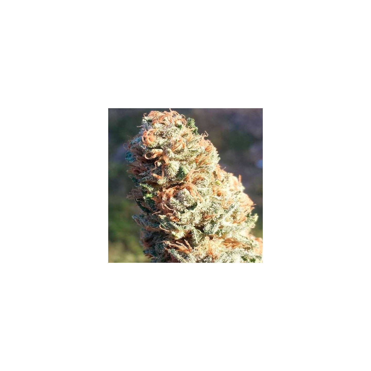 Tahoe Og Regular de Apothecary Genetics