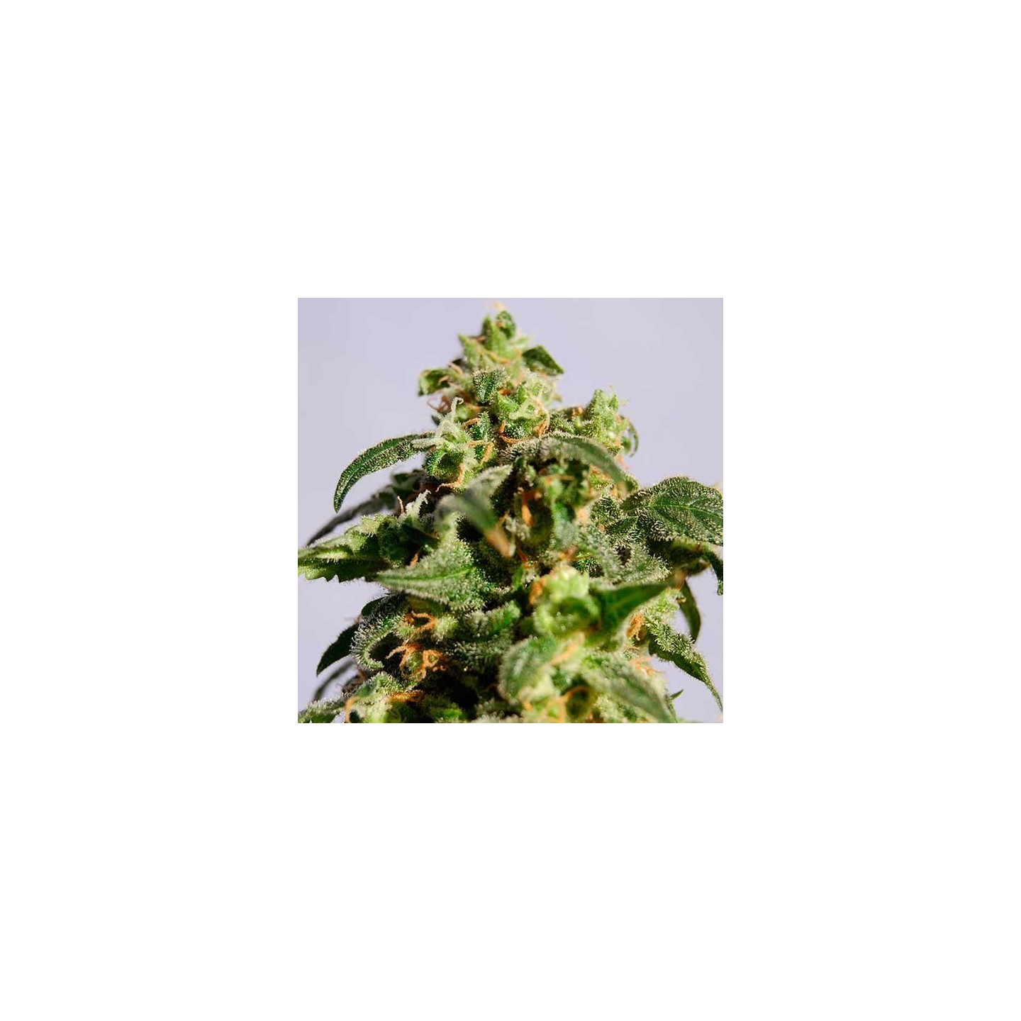 Skunk + Feminizada de Kannabia Seeds