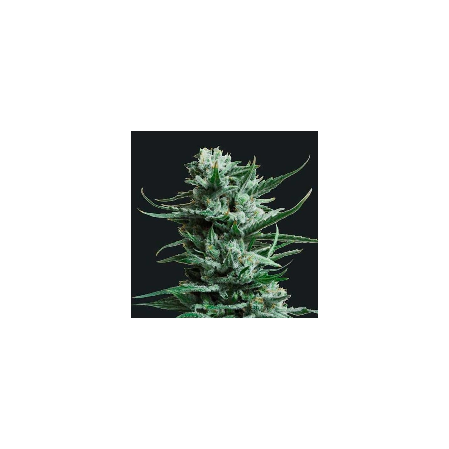 Siberian Haze Feminizada de Kalashnikov Seeds
