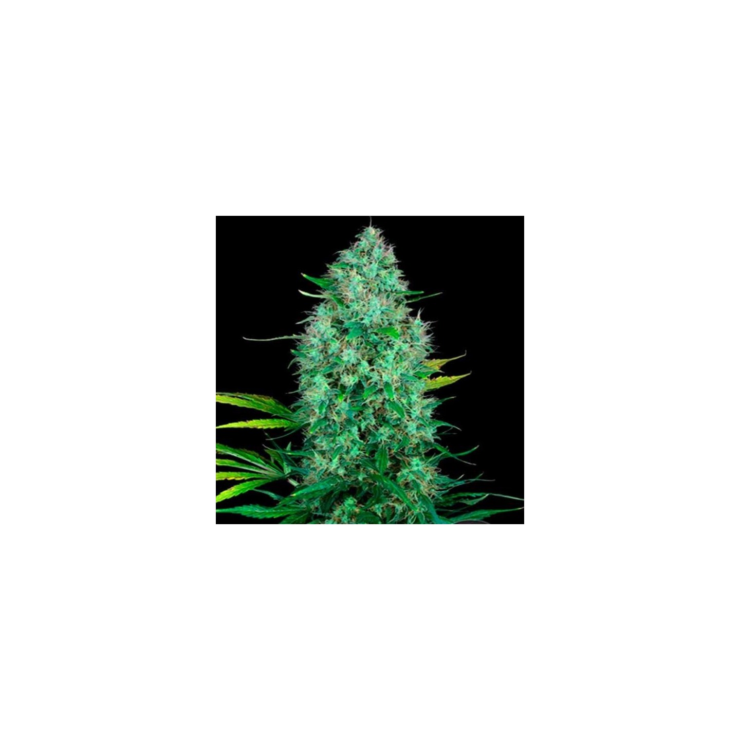 Serious 6 - Outdoor Regular de Serious Seeds