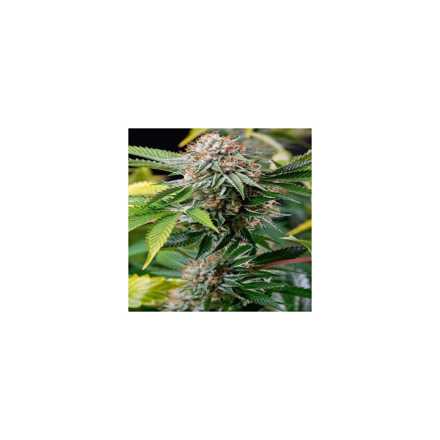 Sapphire Og 100% Feminizada de Humboldt Seeds