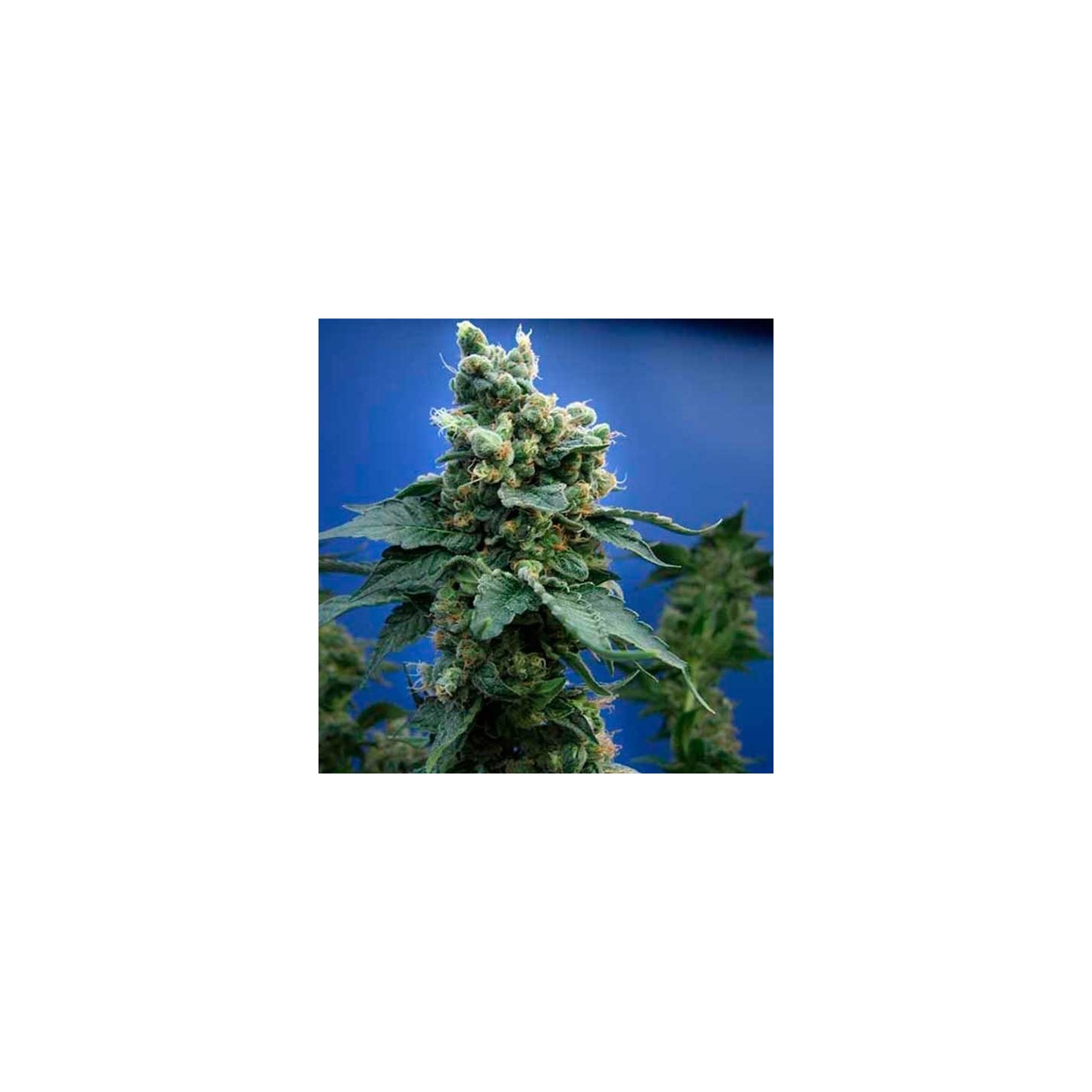 Sage'n Sour Regular de T.H. Seeds