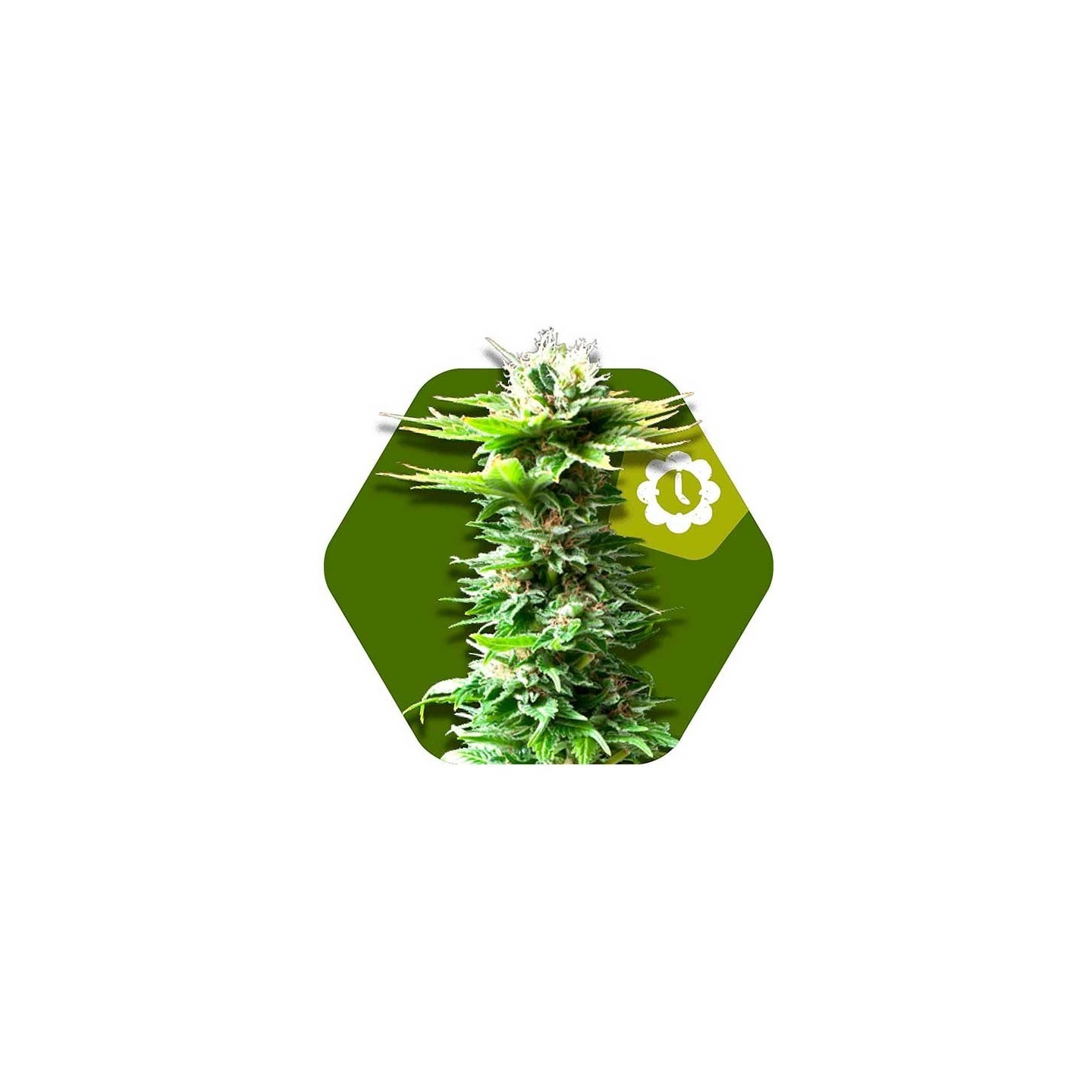Power Kush Autofloreciente Feminizada de Zambeza Seeds