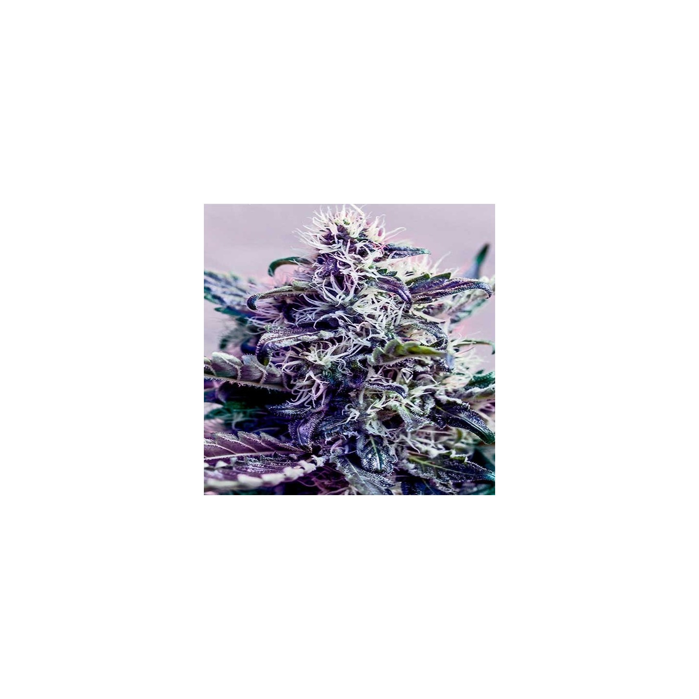Kush Express Autofloreciente Feminizada de Positronics