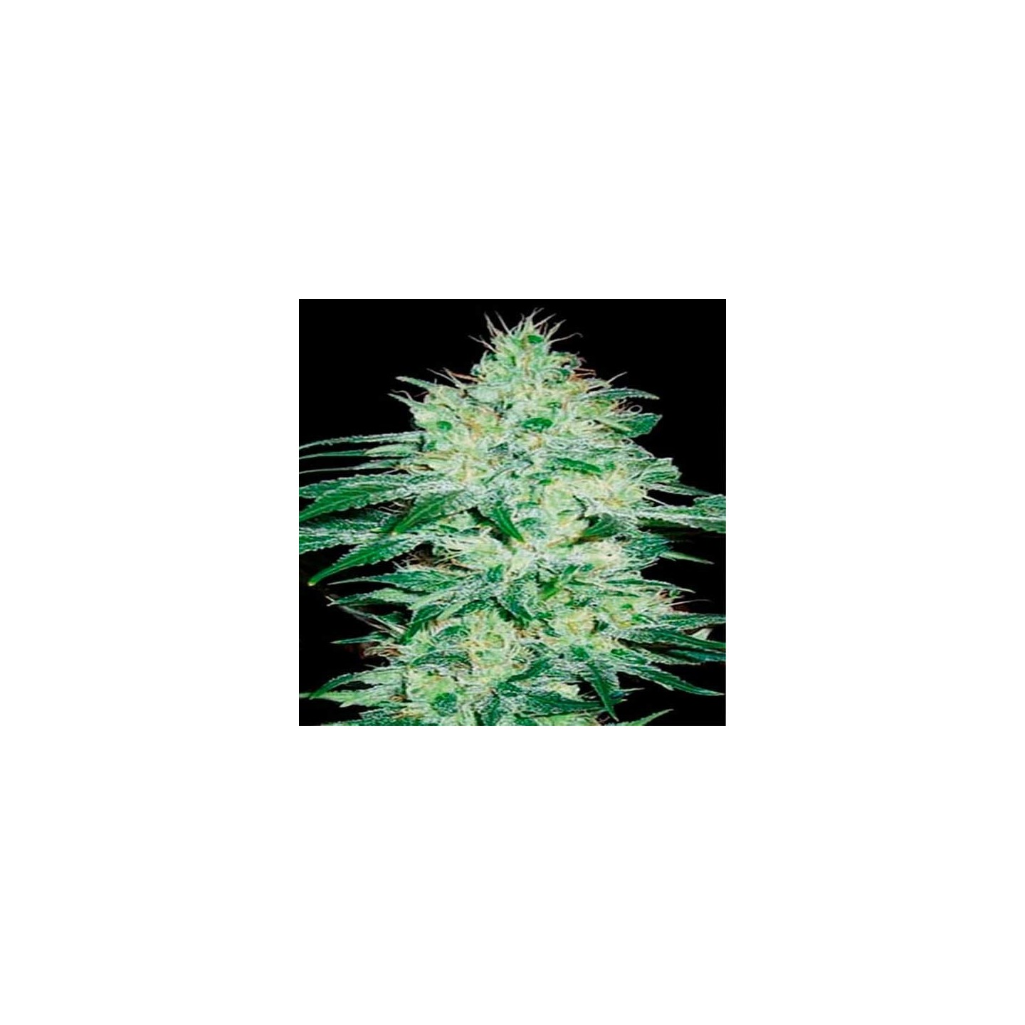 Orient Autofloreciente Feminizada de Blimburn Seeds