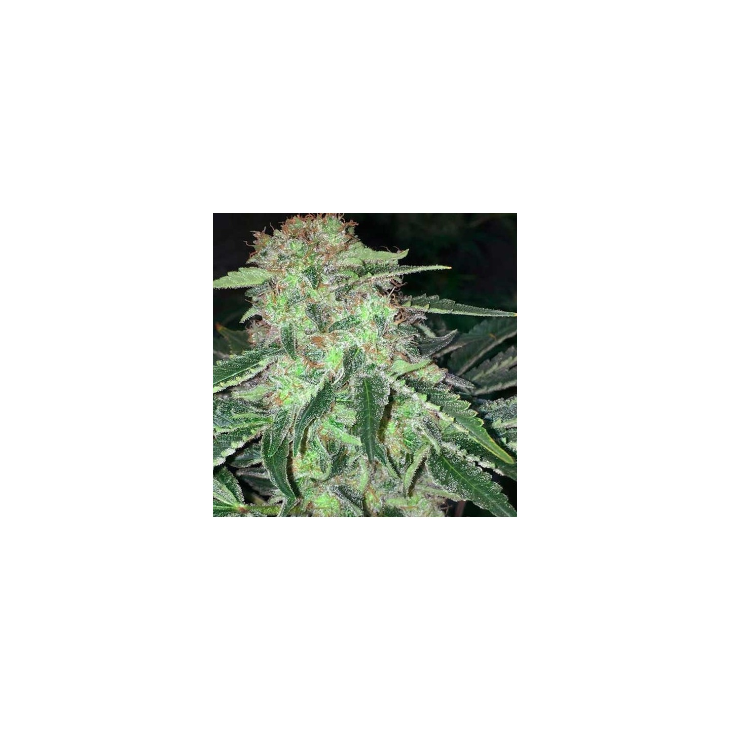 La S.A.G.E. Feminizada de T.H. Seeds