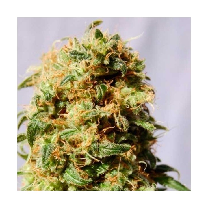 La Reina de Africa Aka Kaboom Feminizada de Kannabia Seeds