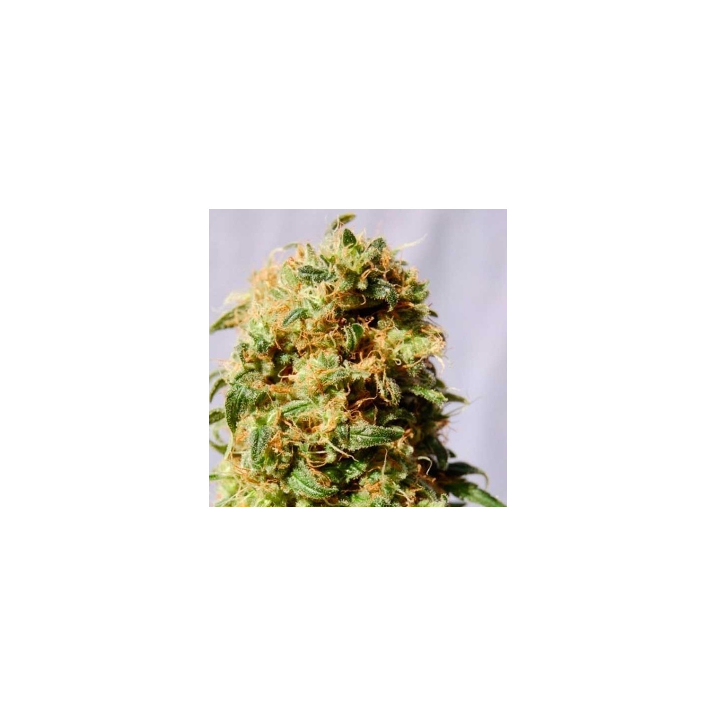 La Reina de Africa Aka Kaboom Feminizada de Kannabia Seeds