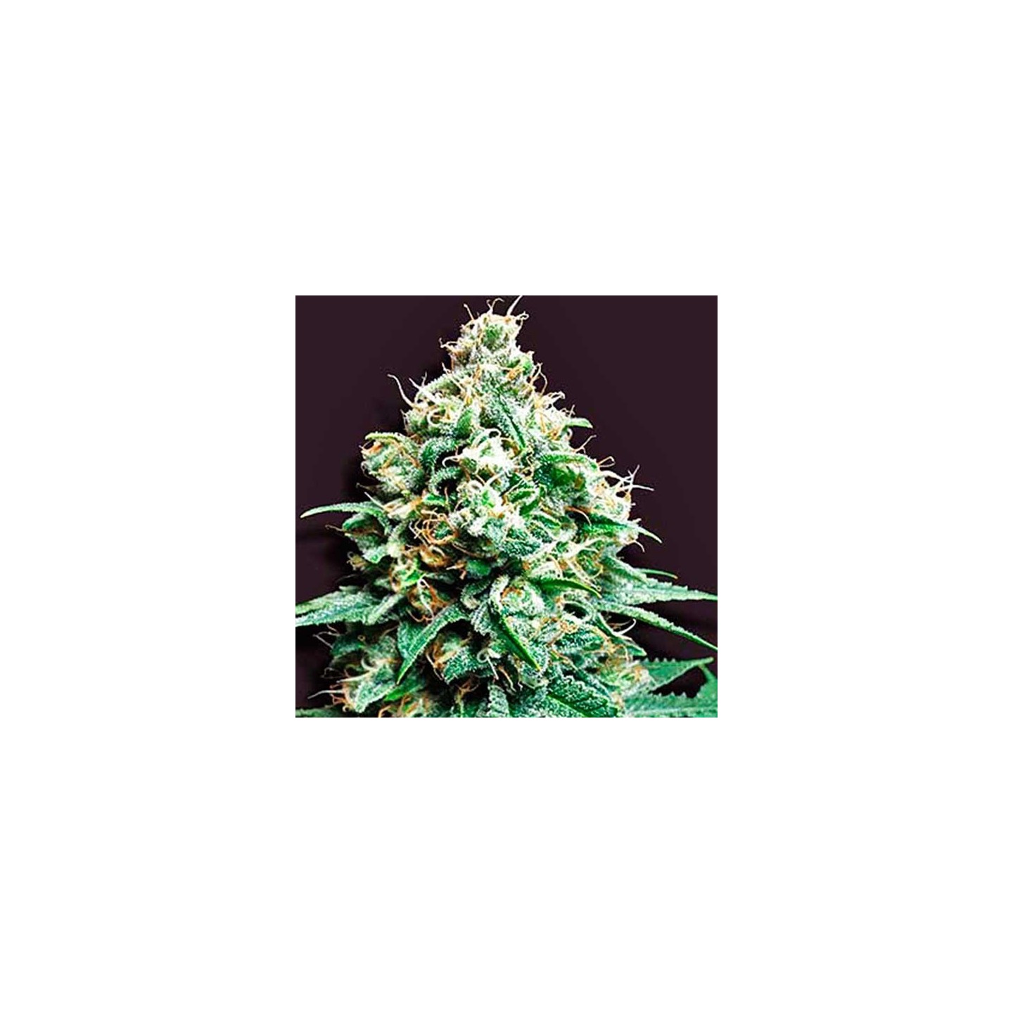 Kush Bomb Regular de Bomb Seeds